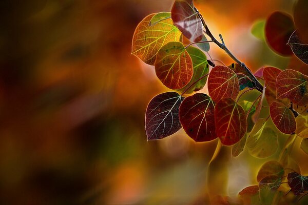 Hojas rojas de álamo de otoño