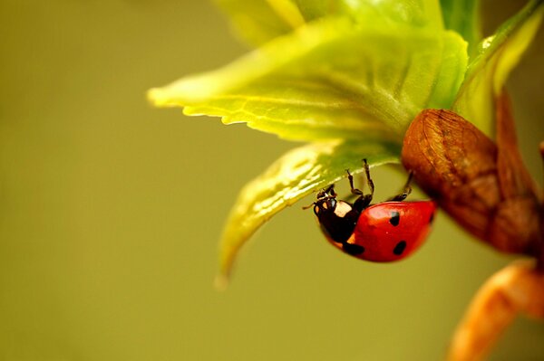 Coccinella mangia foglia