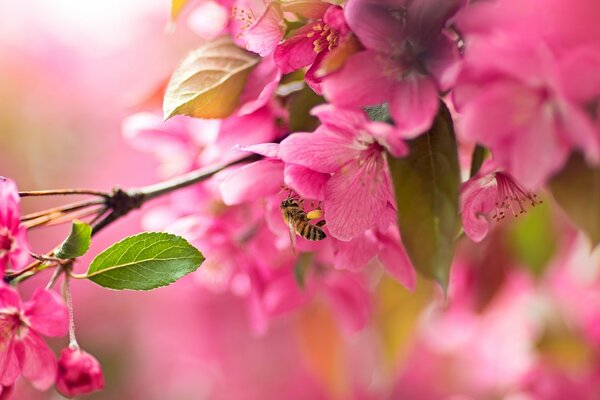 Ветка розовый цветущей сакуры с пчелой
