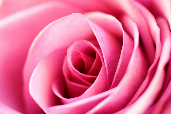 Gentle macro photography of rose petals