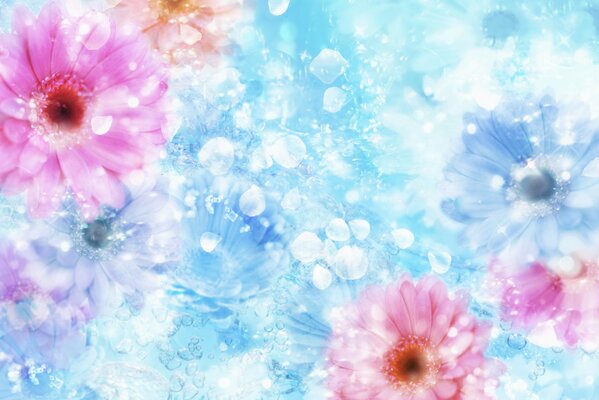 Pink and blue gerbera flowers on a blue background with highlights