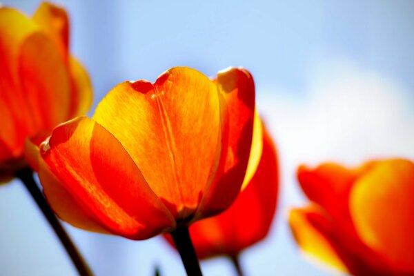 Rot-orange Tulpen und Himmel