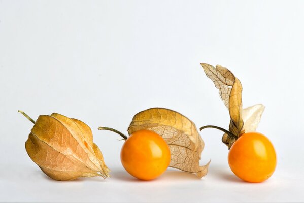 Fruits de physalis sur fond blanc