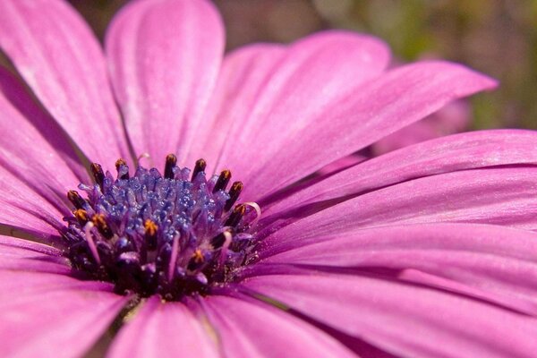 Pink flower with a heart in the pollen