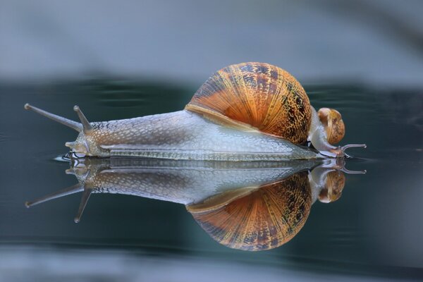 Makrobild einer Schnecke in Reflexion