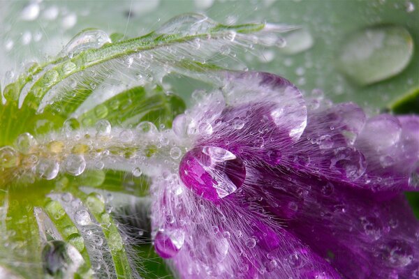 Gotas de rocío matutinas en la flor