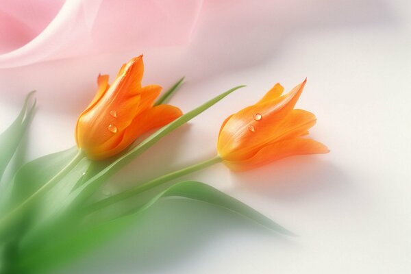 Delikatne tulipany z kroplami rosy