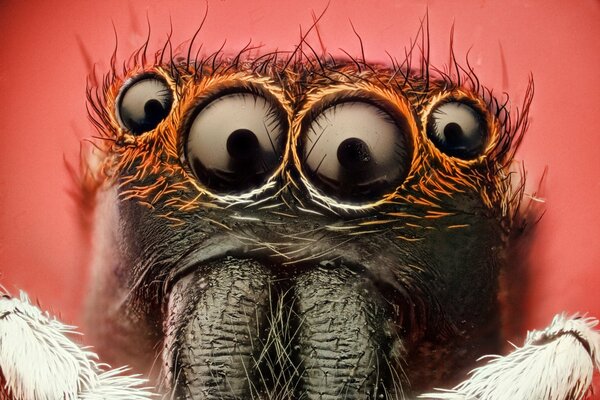 Araignée effrayante avec quatre yeux sur fond rouge