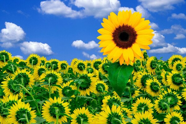 Girasol en un campo bajo el cielo azul