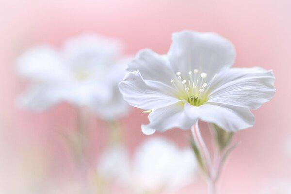 Delicate petals of a white flower