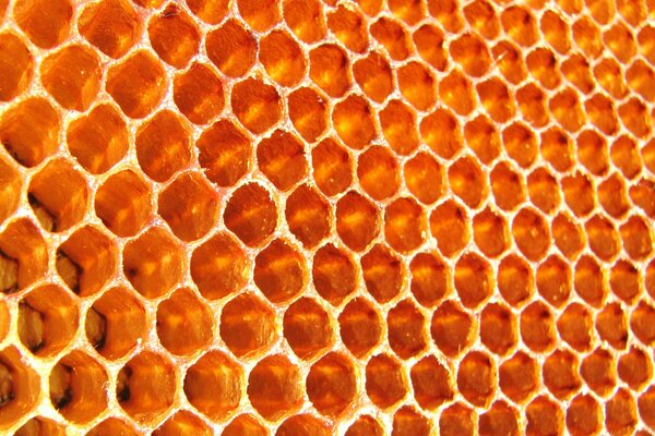 Photo bee empty honeycombs
