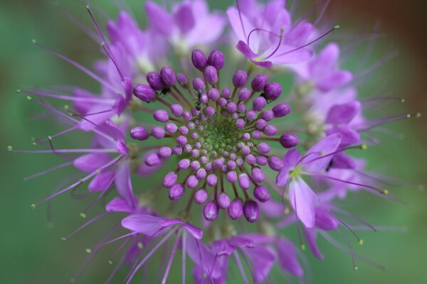 Eine ungewöhnliche lila Blume in der Natur