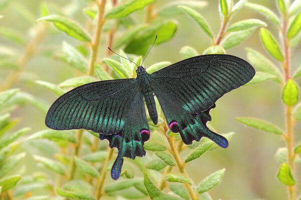 Beau papillon vert assis sur une fleur