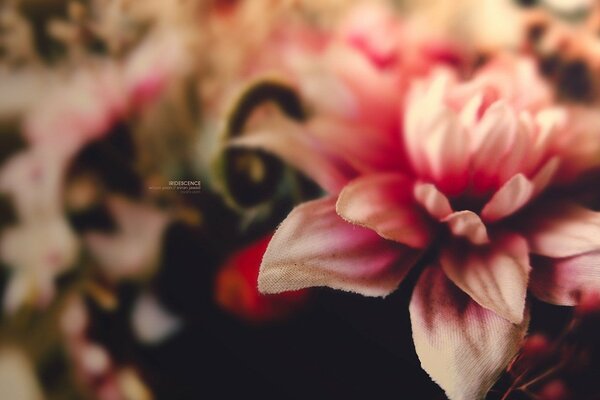 One pink flower in macro photography