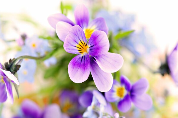 Fleur avec des pétales violets et un milieu jaune