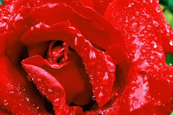 Raindrops on a red rose