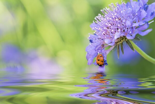 Fleur et coccinelle