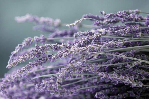 Lavanda in focus vettoriale