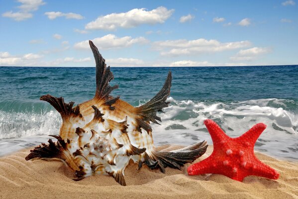 A shell of amazing beauty and a bright red star in the sand against the background of a sea of waves and a blue sky with white clouds