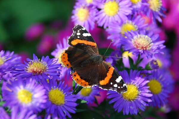 Mariposa rodeada de flores moradas