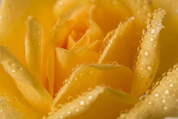 Morning photo of a rose in dew