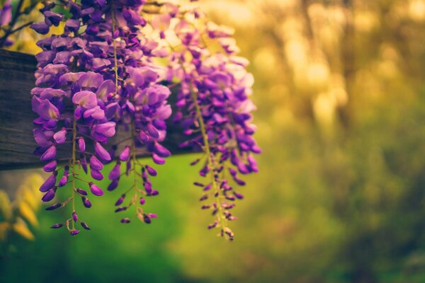 Las flores púrpuras cuelgan en la naturaleza