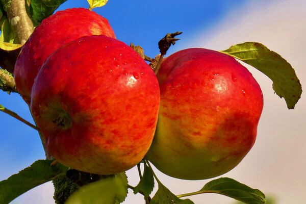 Ветка с созревшими яблоками на фоне неба