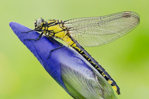 A dragonfly sits on a beautiful flower