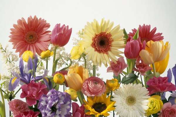 Bouquet of different colors on a white background