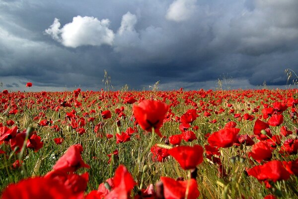 Champ de coquelicots rouges avant la pluie