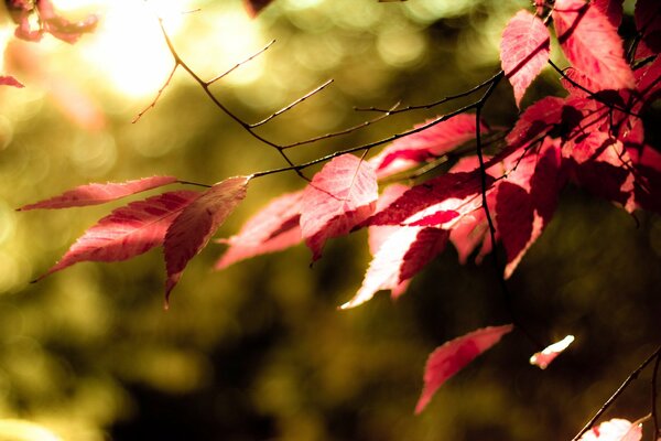 Herbstlaub Nahaufnahme auf unscharfen Hintergrund