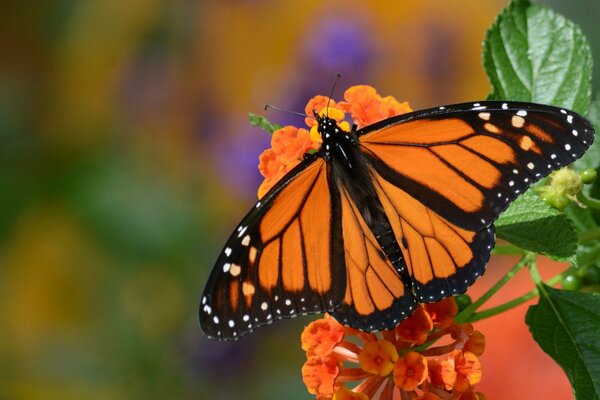 Mariposa naranja con rayas negras en la flor