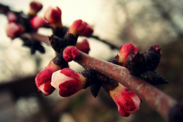 Aprikosenzweig im Frühling