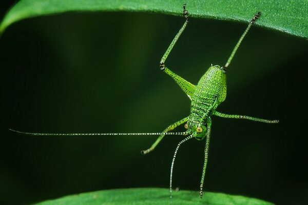 Необычное зеленое насекомое