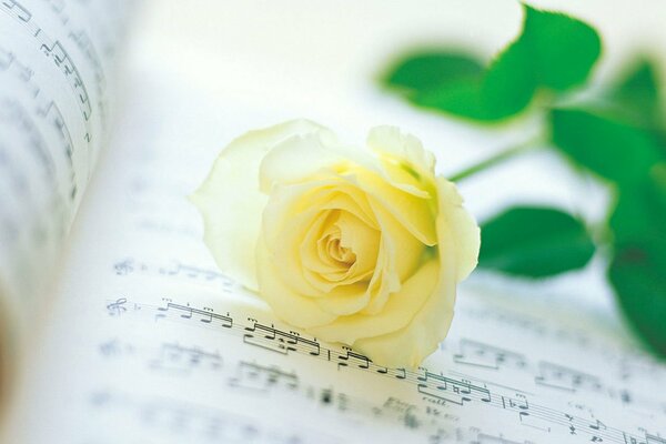 Branches of a white rose on a sheet of music