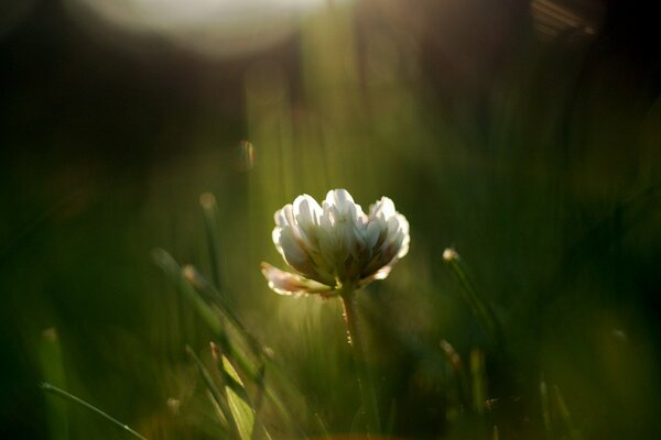 Clover plant in a single copy