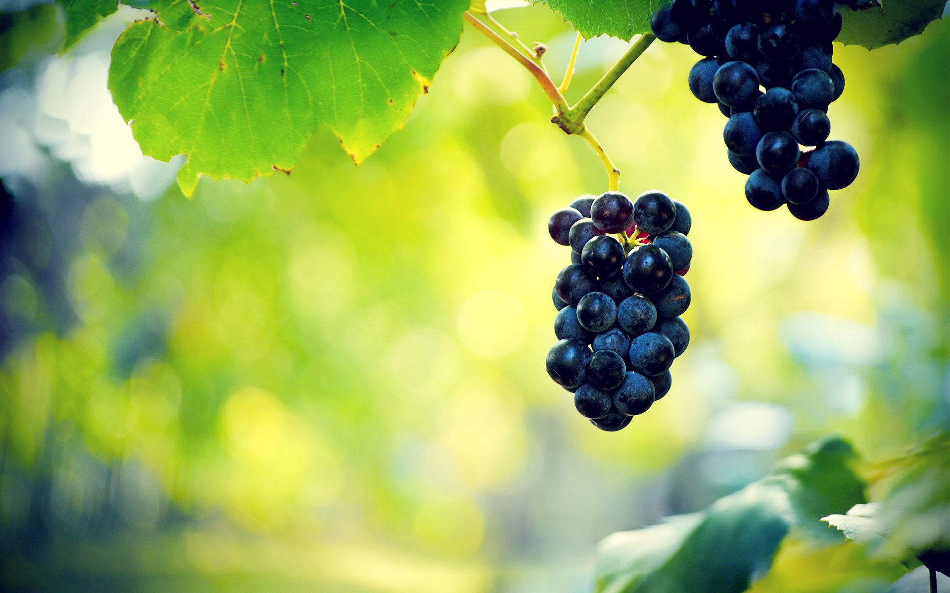 trauben beeren trauben blätter reben