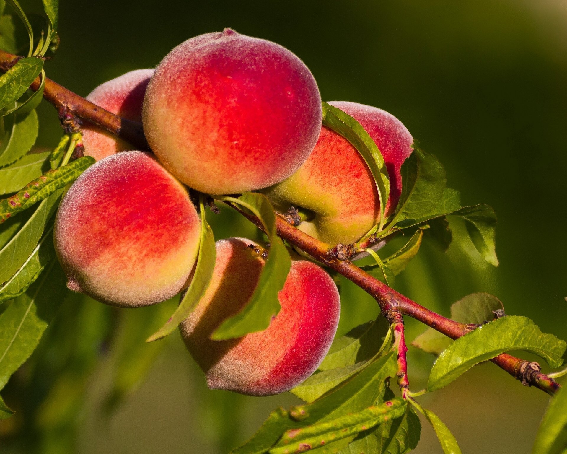 pêches fruits gros plan branche