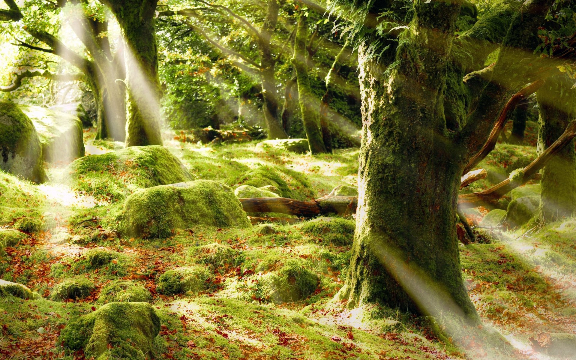 wald bäume stämme blätter moos grüns steine strahlen licht