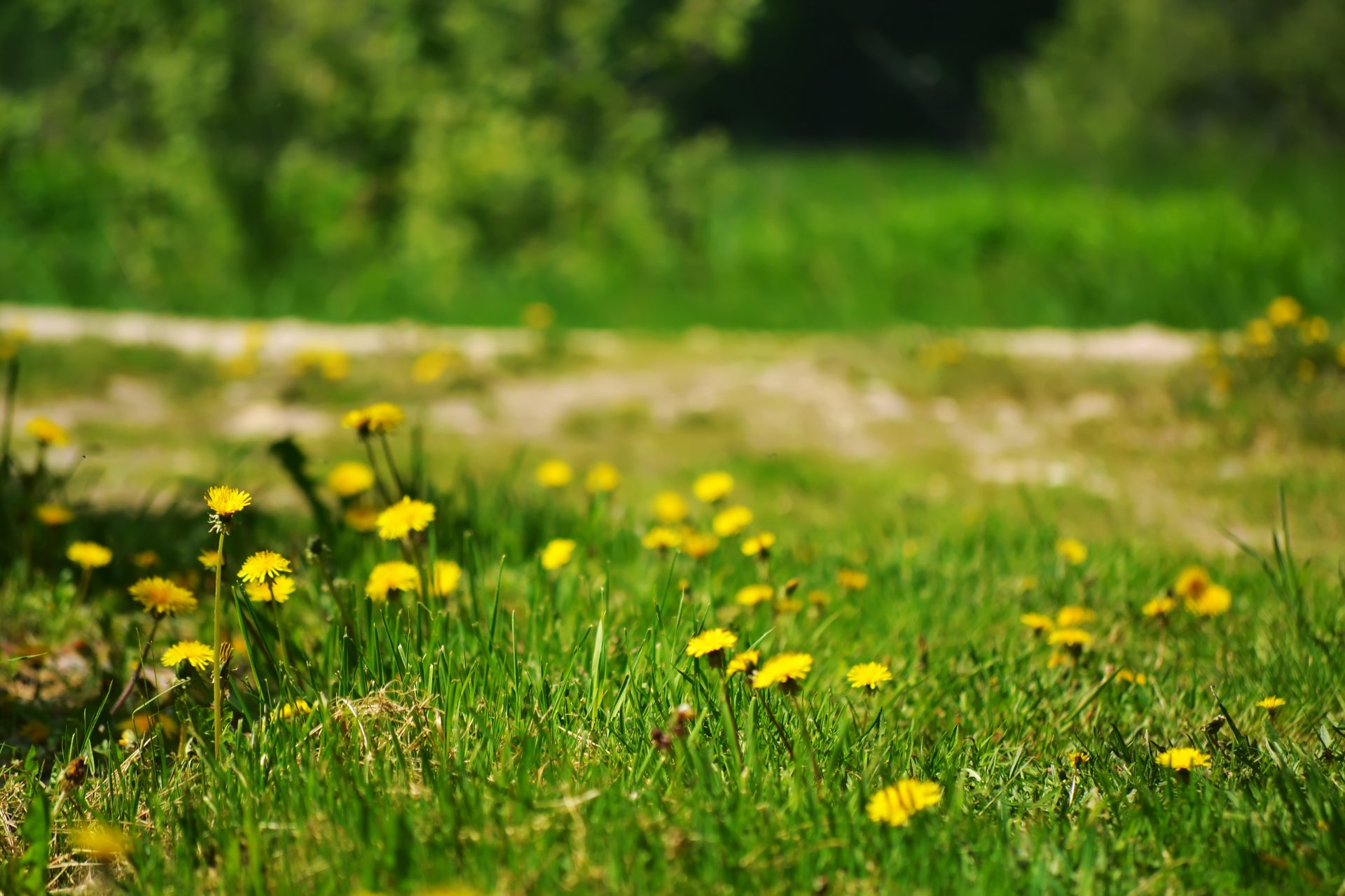 kwiaty mlecze trawa lato natura