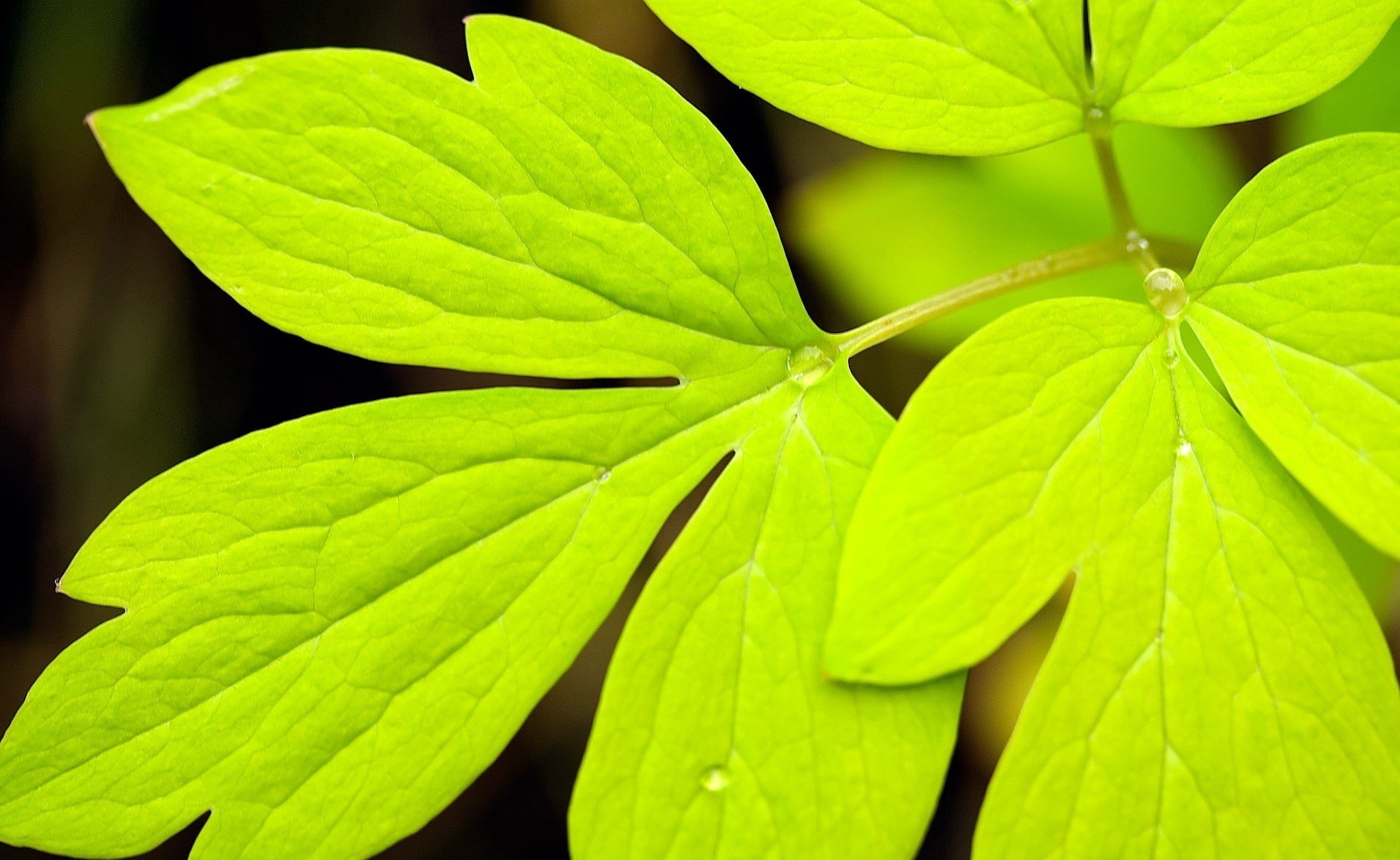 nature sheet drops rosa green flower