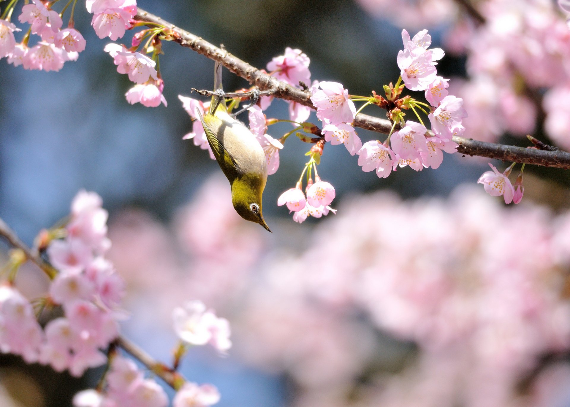 poultry yellow spring tree bloom flower solar