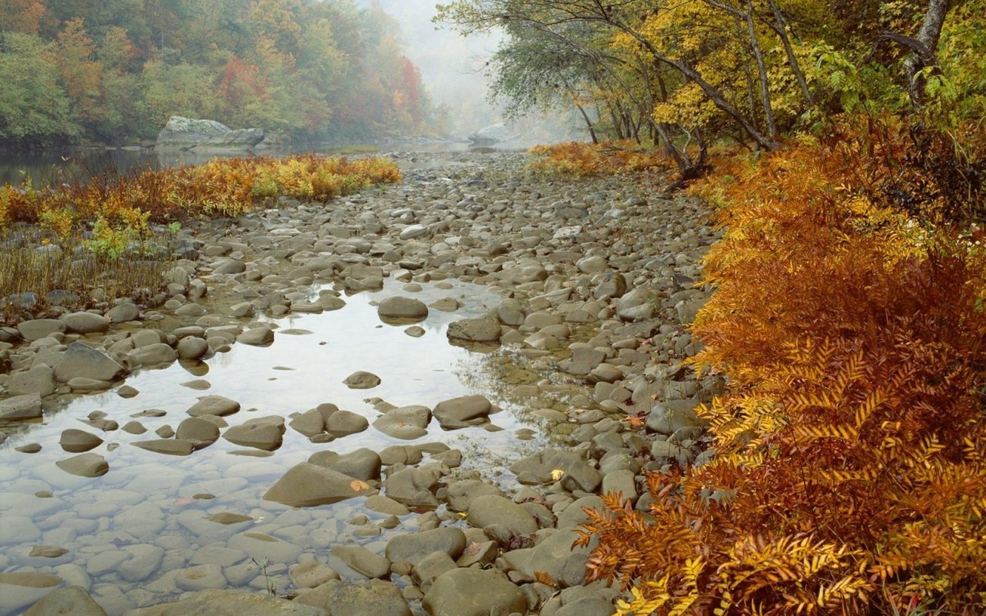 river stones forest tree autumn