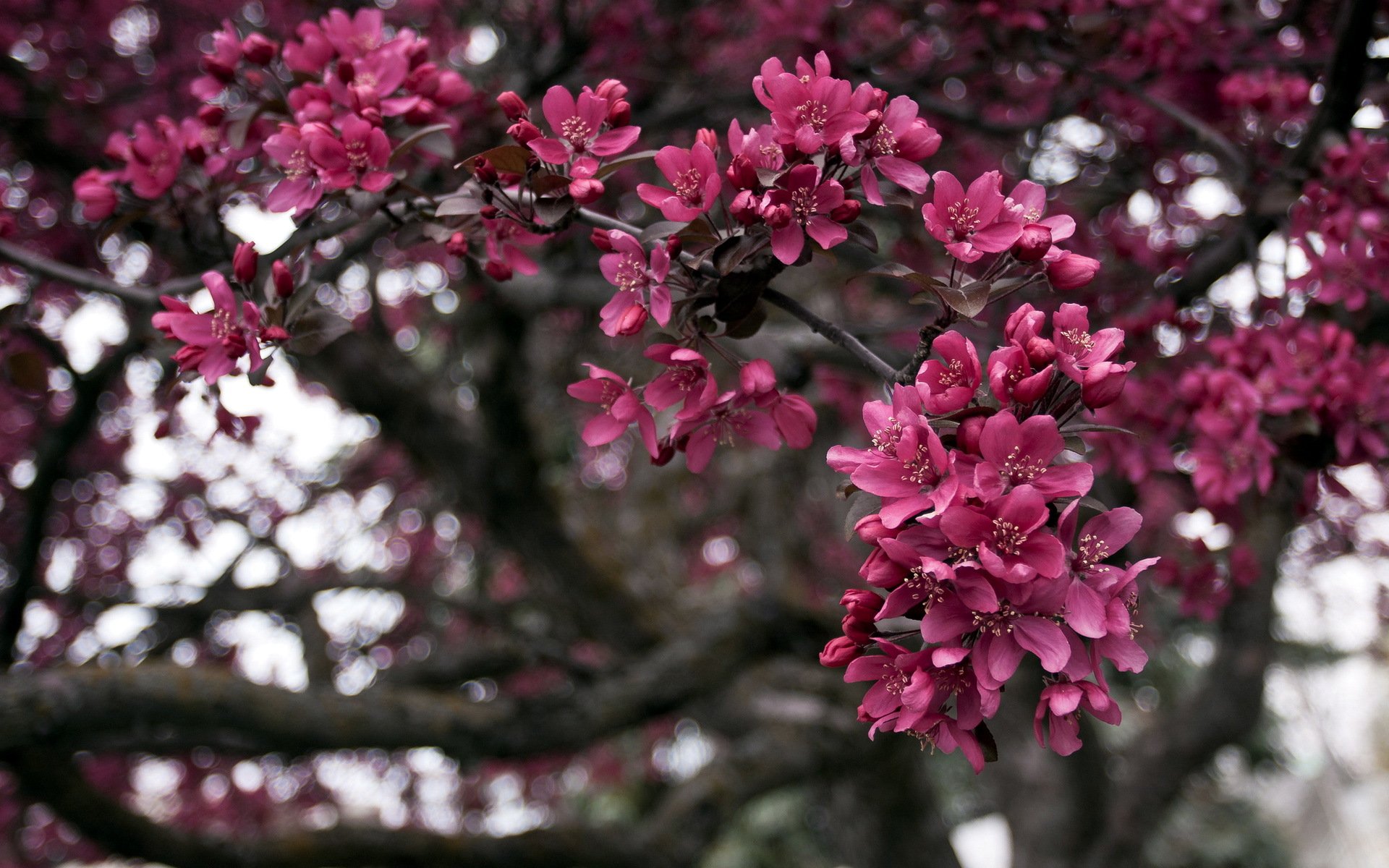 arbre branches printemps nature