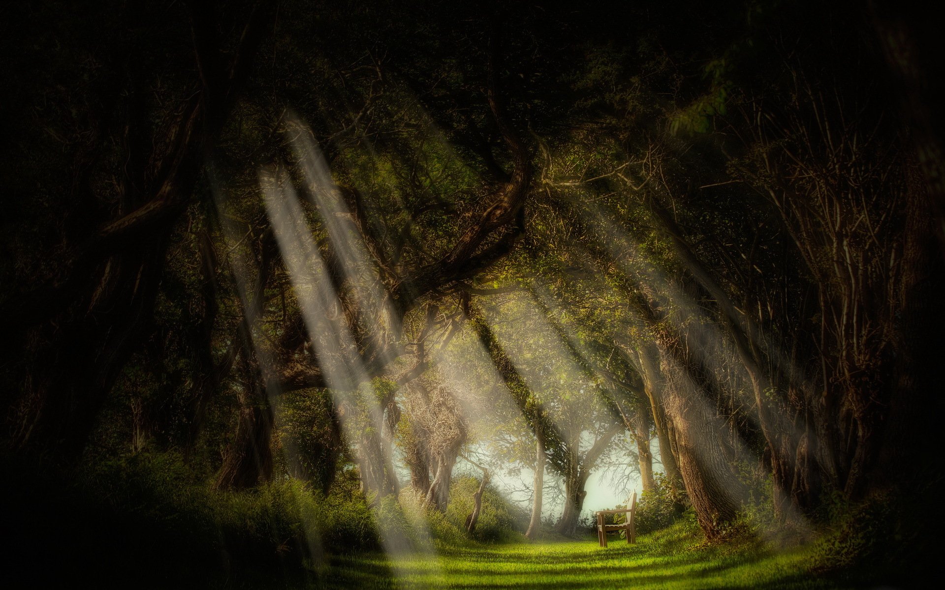 forest bench tree light ray