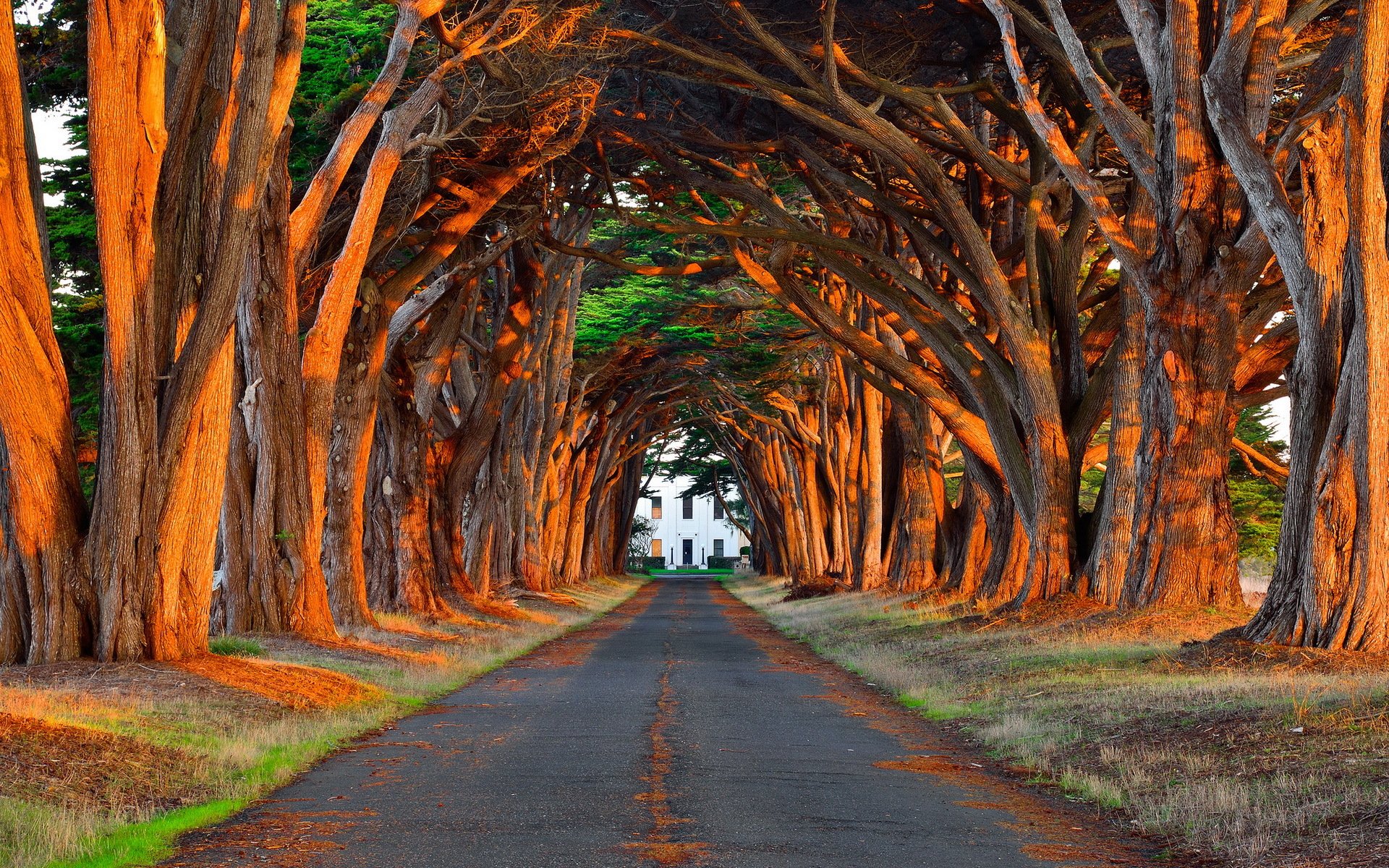 camino parque árboles luz