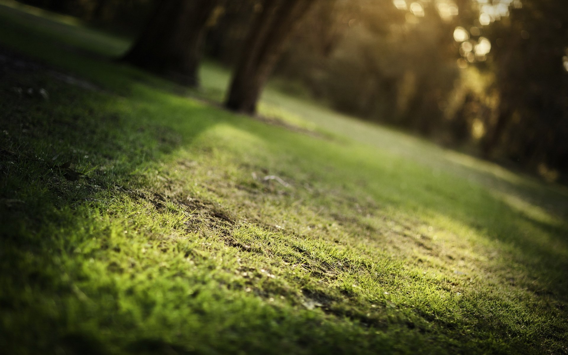 grass summer nature close up