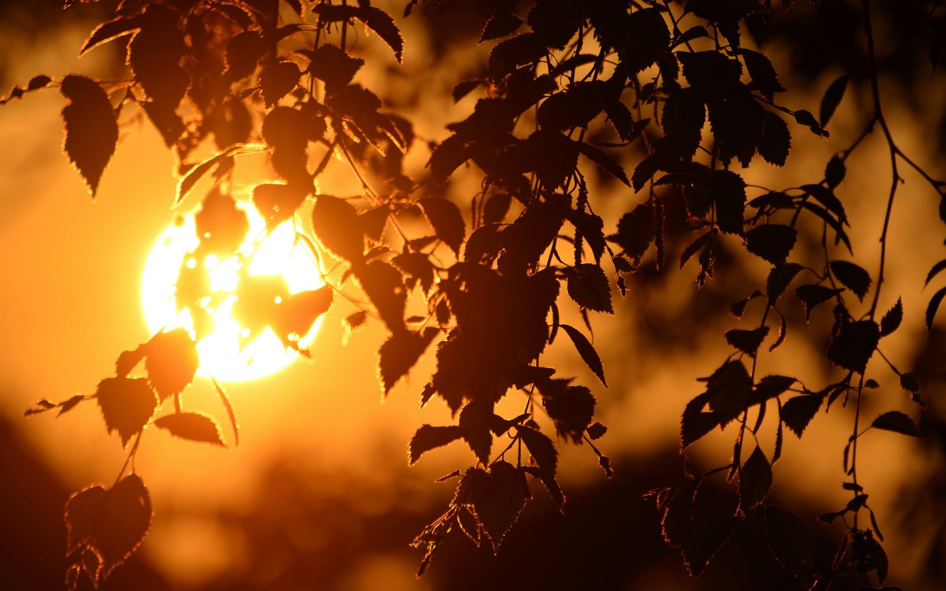 sonnenuntergang zweige licht makro