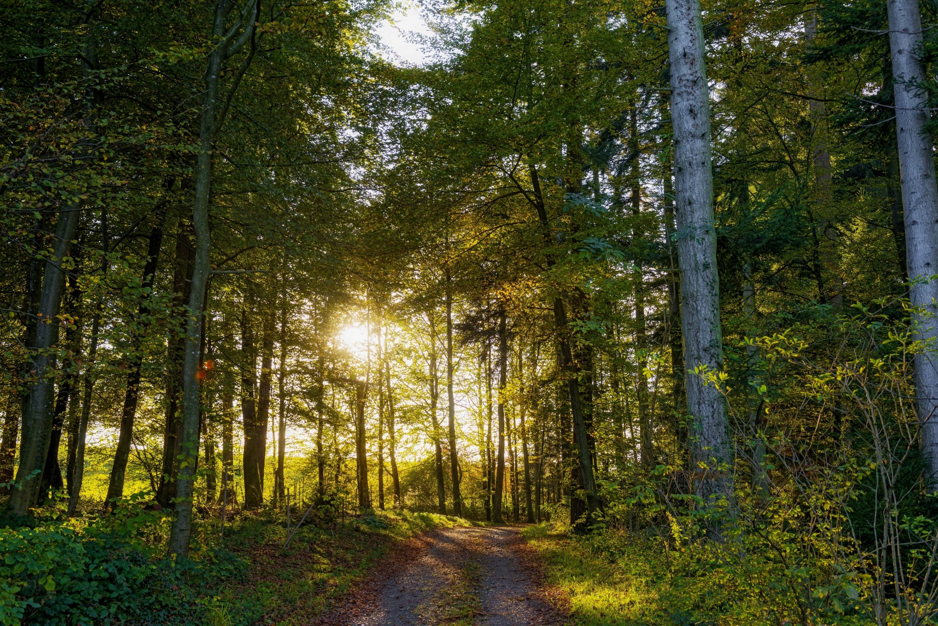 suiza árboles camino bosque