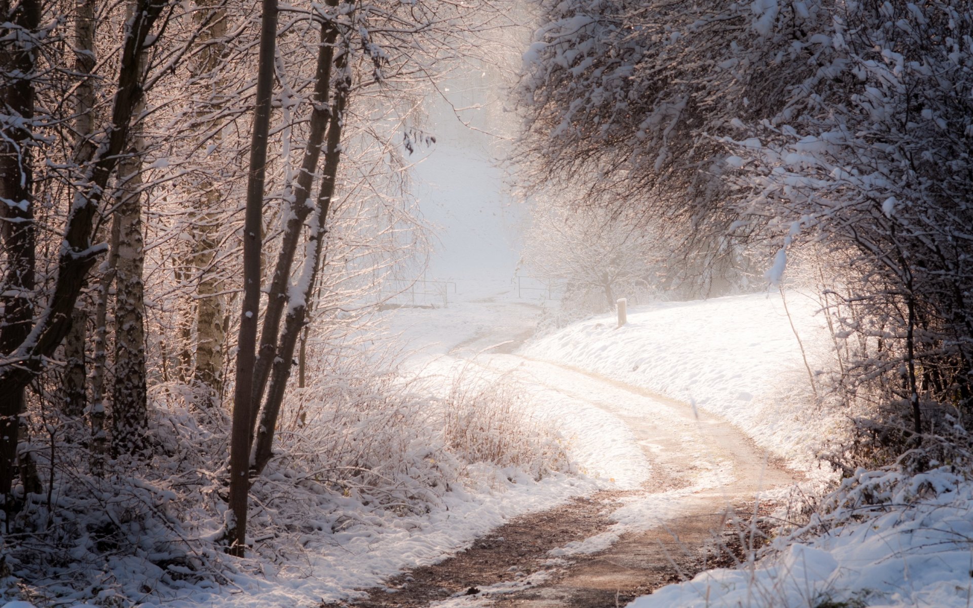 invierno bosque carretera naturaleza